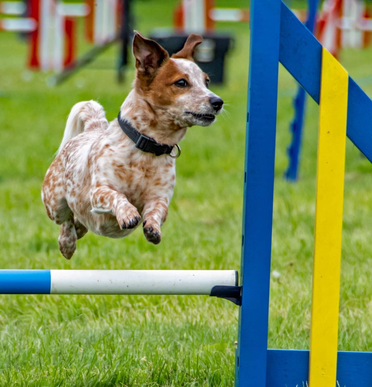 Agility Show 2022
